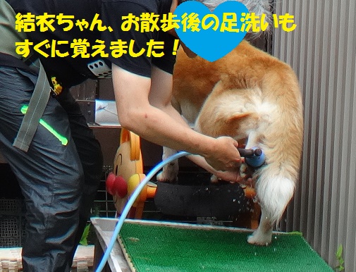 我家の犬たちの反応！_f0121712_7333822.jpg