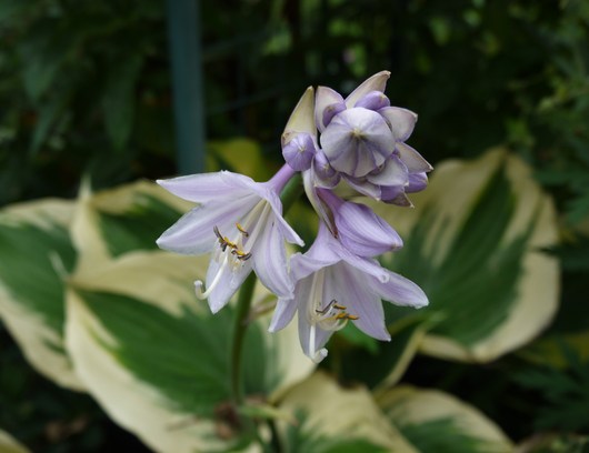 花菖蒲の植え替え_e0205713_2044132.jpg