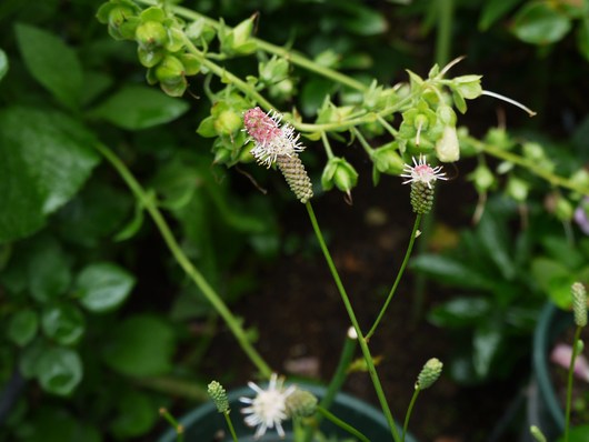 花菖蒲の植え替え_e0205713_20461858.jpg