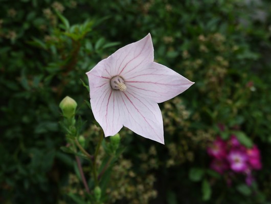 花菖蒲の植え替え_e0205713_20491625.jpg