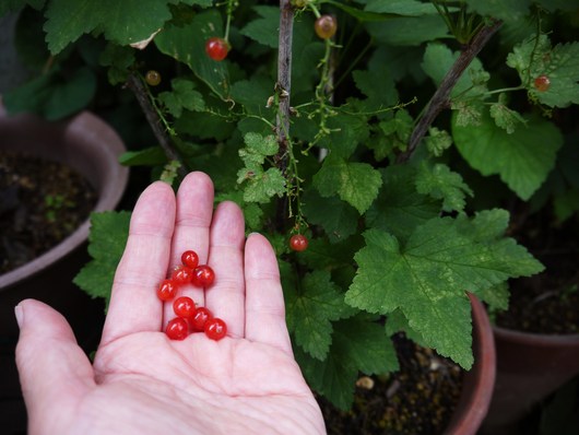 花菖蒲の植え替え_e0205713_20512472.jpg