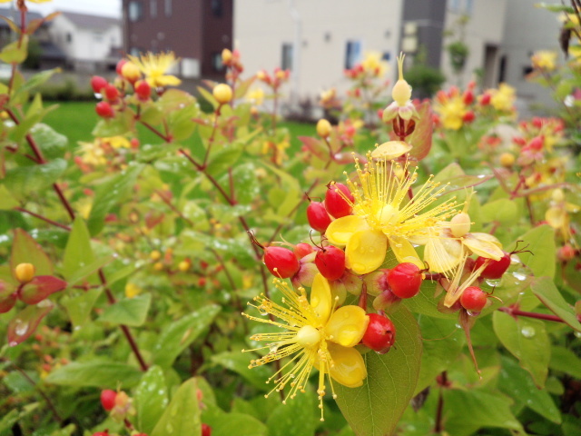 花と実のコラボレーション_f0226713_12301895.jpg