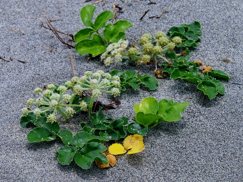 海辺の植物 ６ ７月 野路に一輪