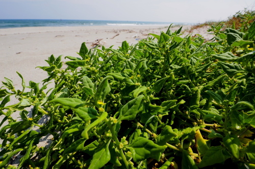 海辺の植物 ６ ７月 野路に一輪