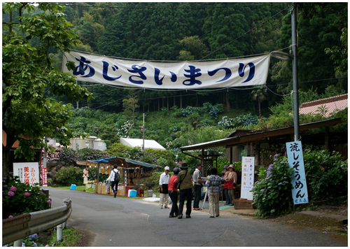 紫陽花祭り_b0037717_20593742.jpg