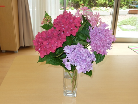 紫陽花_d0227518_15114164.jpg