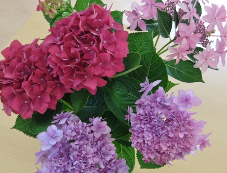 紫陽花_d0227518_15132554.jpg