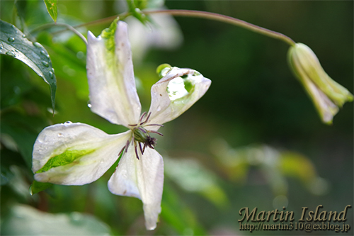 我が家の庭の花たちの今日のプロフィール。６月の庭のにぎやかしさ。_a0282620_23142699.jpg