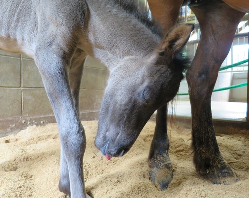 青毛の子馬誕生！！島内37頭に＼(^o^)／_b0202125_103987.jpg