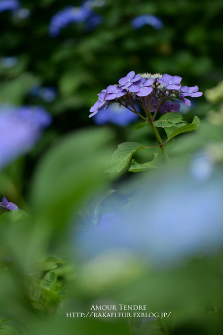 高幡不動尊の紫陽花めぐり　２_c0250634_3114463.jpg