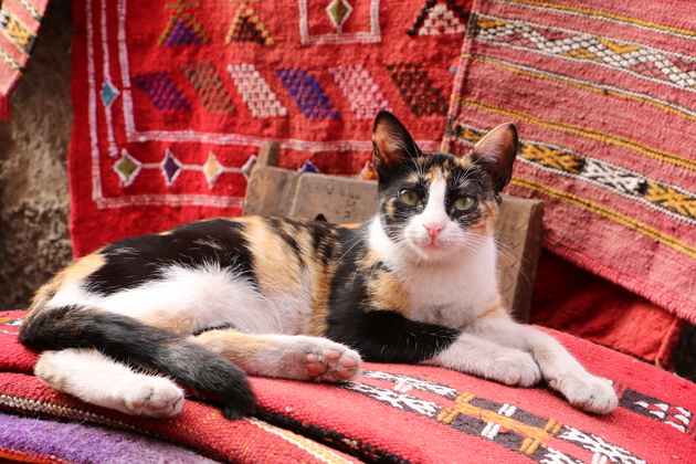 「ねこ旅また旅」のnekoyama1002さん登場!_c0039735_0311088.jpg