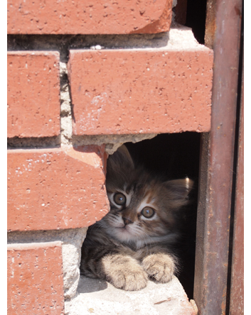 「ねこ旅また旅」のnekoyama1002さん登場!_c0039735_0381167.jpg