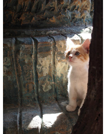 「ねこ旅また旅」のnekoyama1002さん登場!_c0039735_9502457.jpg