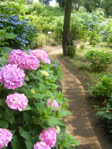 f0038336_77891.jpg