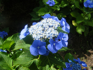 f0038336_79395.jpg