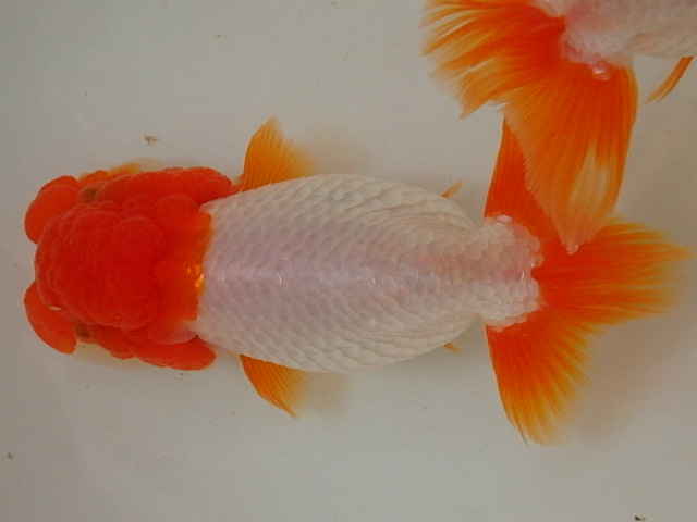 f0334143_94134.jpg