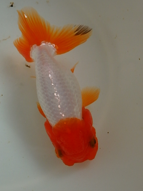 f0334143_95259.jpg