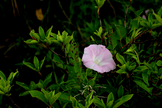 仲夏の花達3_c0093046_834814.gif