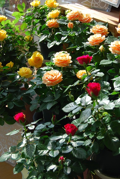 a0201358_16413134.jpg