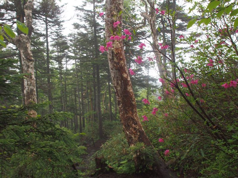 2015おさばぐさ祭りの帝釈山・田代山_c0321967_1313372.jpg