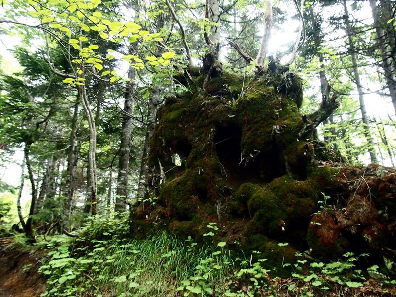 2015おさばぐさ祭りの帝釈山・田代山_c0321967_131422100.jpg