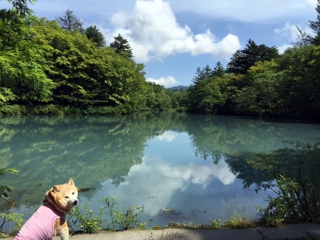 雲場池の大掃除_b0274270_12191186.jpg