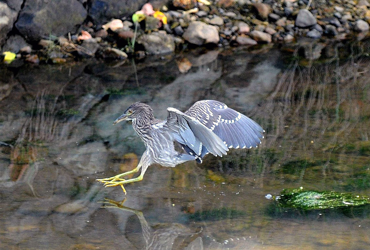   　ゴイサギ（ 幼 鳥 ）_c0155479_6394385.jpg