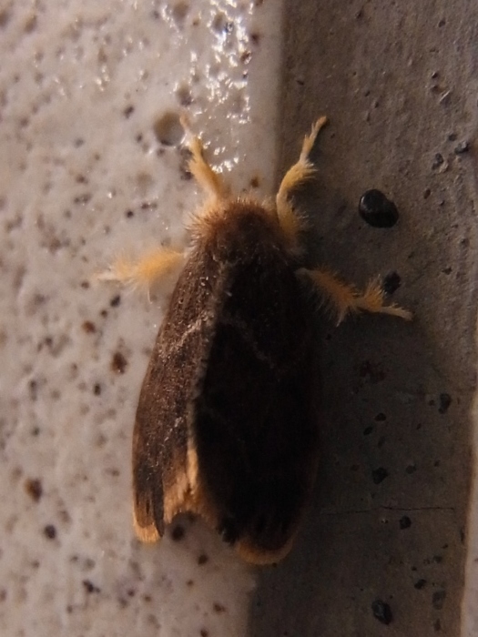 黒いチャドクガ 写ればおっけー コンデジで虫写真