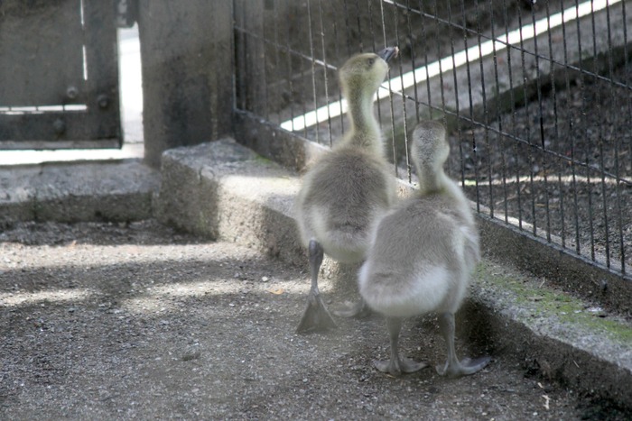 ちびっ子いろいろ@多摩動物公園_a0127090_2033478.jpg