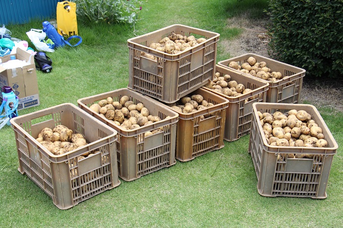 Potato Picking♪_a0115391_18134287.jpg