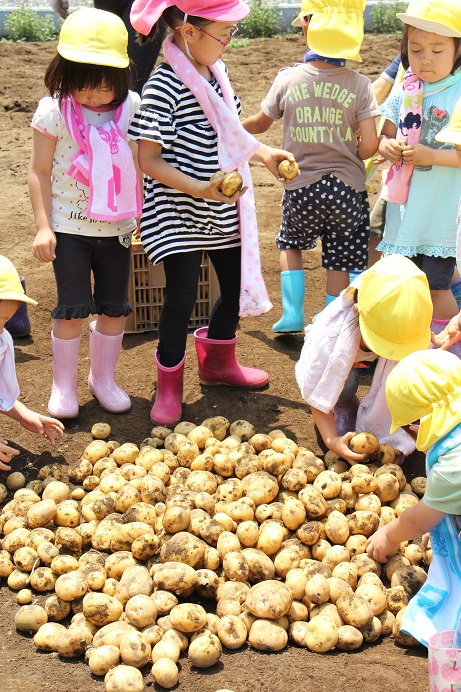 Potato Picking♪_a0115391_1813878.jpg