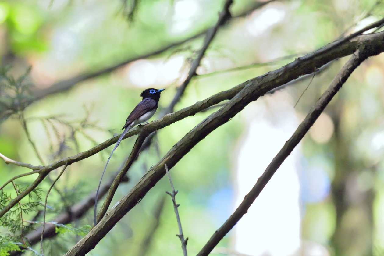 サンコウチョウ　２０１５　その４_e0261593_18383722.jpg