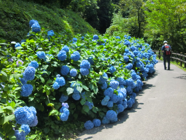 県立淡路島公園のあじさい祭りに行く_b0044296_017220.jpg