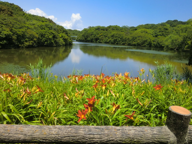 県立淡路島公園のあじさい祭りに行く_b0044296_024192.jpg