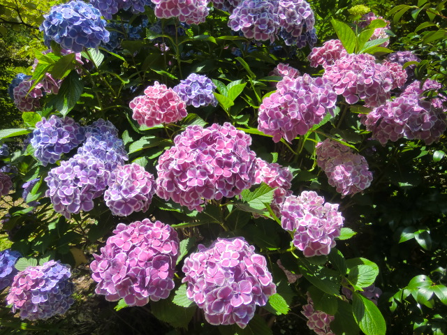 県立淡路島公園のあじさい祭りに行く_b0044296_07815.jpg