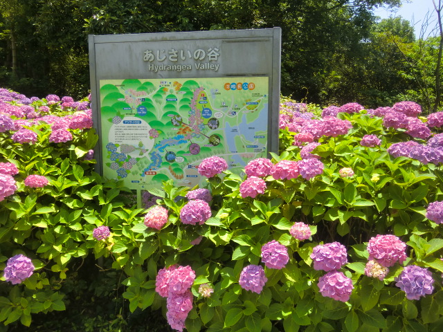 県立淡路島公園のあじさい祭りに行く ゆきんこさんの日記 県立淡路島公園のあじさい祭りに行く ゆきんこさんの日記
