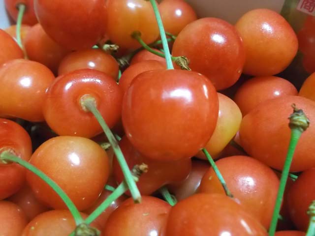秋田のさくらんぼ_f0019498_843773.jpg