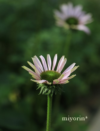 a0123003_920339.jpg