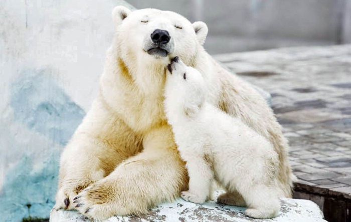 大阪・天王寺動物園のシルカ(Шилка)がマザーケア(Mothercare)社の子供衣料品で再び世界へ_a0151913_2315659.jpg