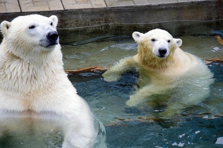 大阪・天王寺動物園のシルカ(Шилка)がマザーケア(Mothercare)社の子供衣料品で再び世界へ_a0151913_2391441.jpg