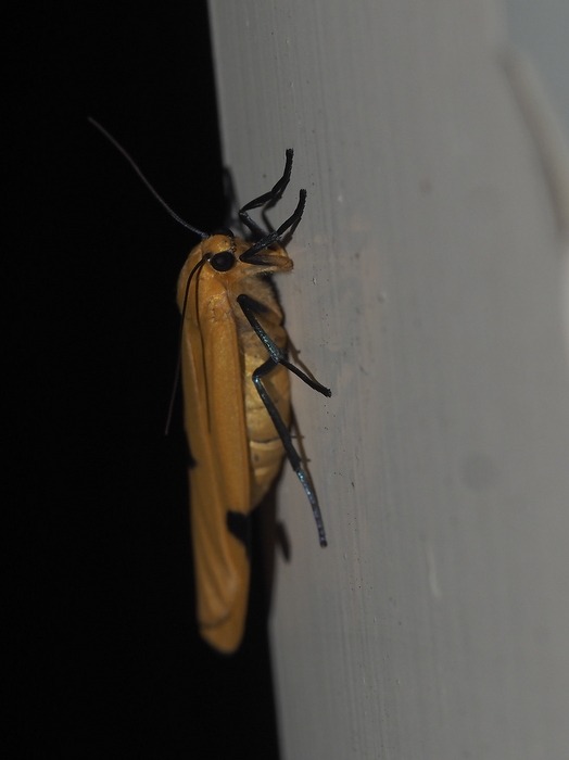 ヨツボシホソバ ♀雌_c0116915_0285033.jpg