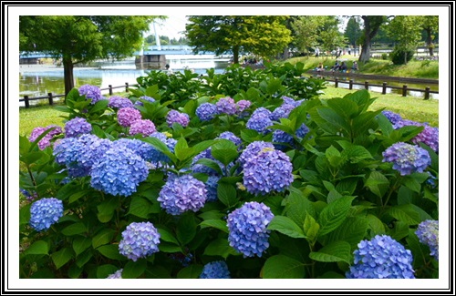 水元公園 染谷の菖蒲と紫陽花 陽だまり