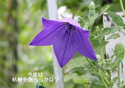 雨の日には蓮の花を_a0067720_19264761.jpg