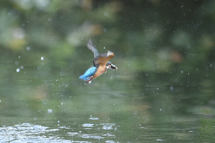 150624 雄の水物など_c0278820_16511065.jpg