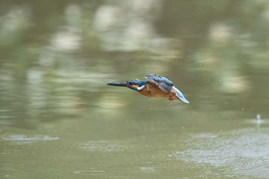 150624 雄の水物など_c0278820_1728641.jpg