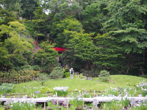 ハナショウブ：藤田記念庭園（弘前市）*2015.06.24_b0147224_21212782.jpg