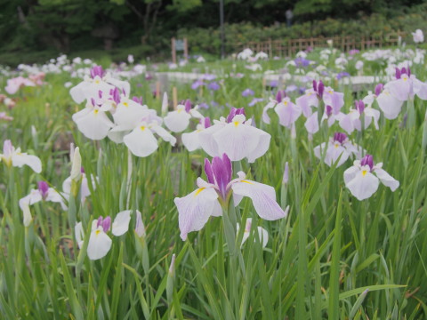 ハナショウブ：藤田記念庭園（弘前市）*2015.06.24_b0147224_21224759.jpg