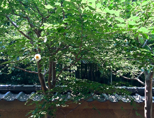 東林院の沙羅の花を愛でる会_a0197730_22414859.jpg
