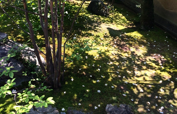 東林院の沙羅の花を愛でる会_a0197730_2332423.jpg