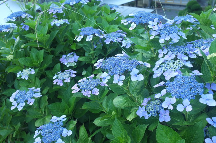 c0308431_0472658.jpg